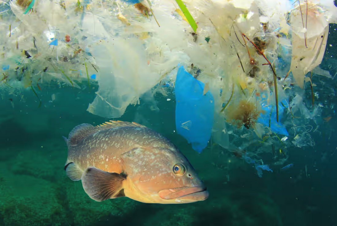 Veien mot en plastfri fremtid